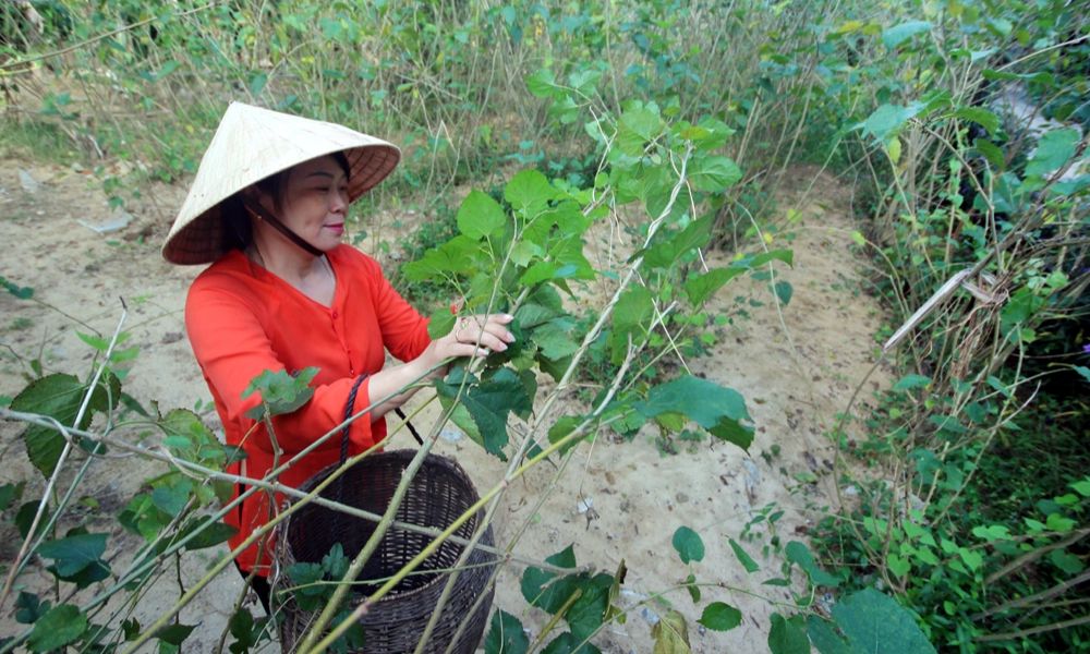 Hoi An silk village - 3