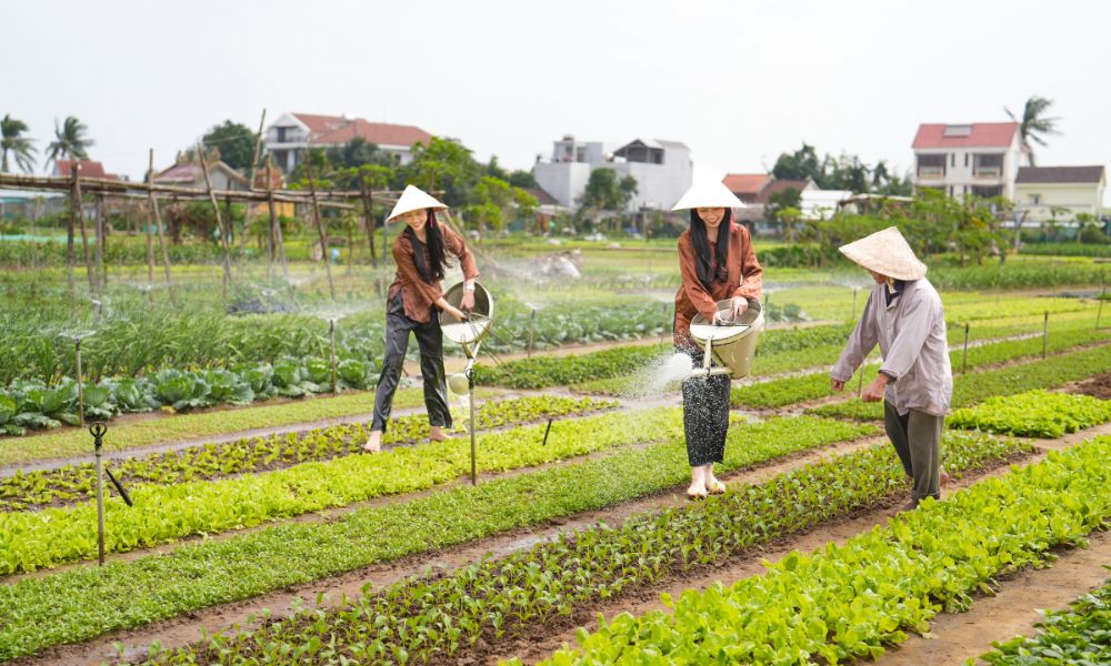 Tra Que vegetable village - 5